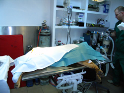 Chirurgie veterinara