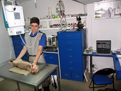 Chirurgie veterinara