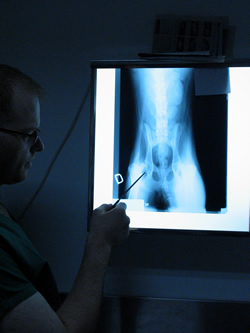 Chirurgie veterinara Prima Vet